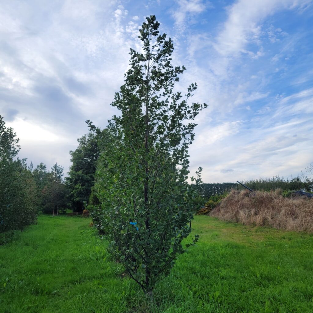 Alnus glutinosa 'Sakari'