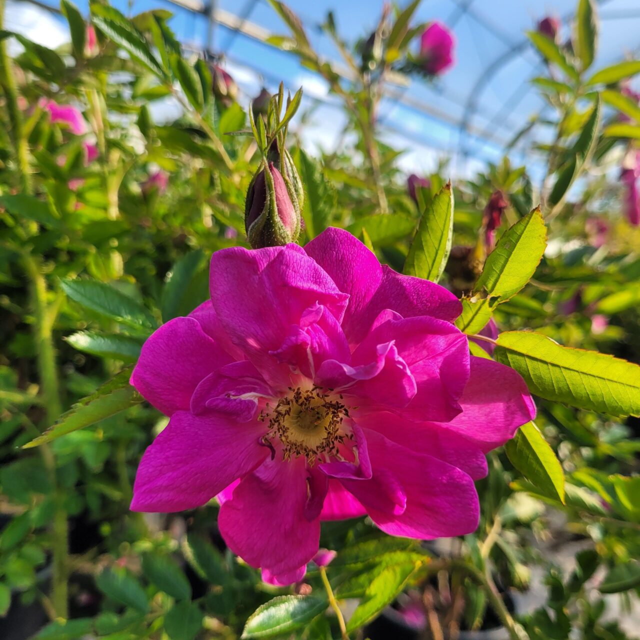 Rosa nitida 'Defender'