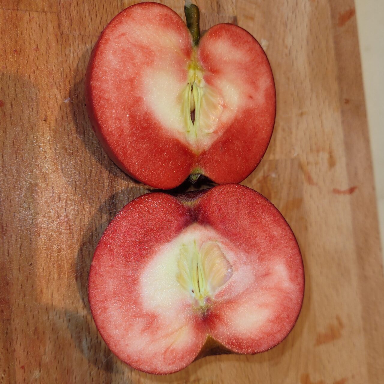 Malus domestica 'Rosette'