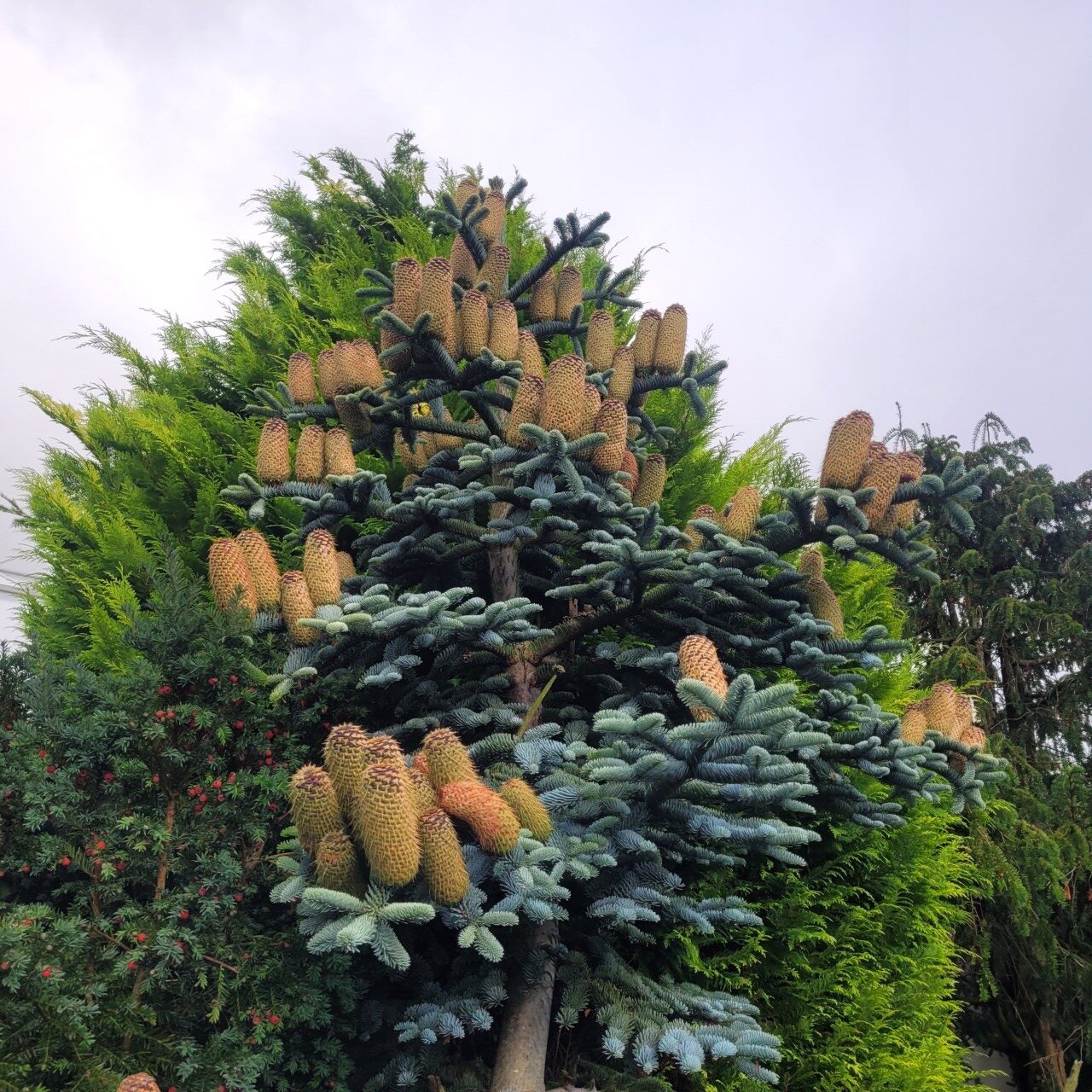 Klingsheim Planteskole - Abies procera glauca rotated