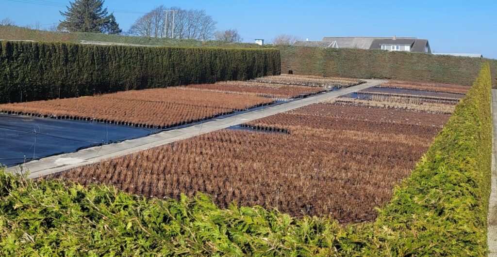 Klingsheim Planteskole - 20250322 152515 1